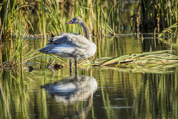 Fototapeta premium Juvenile tundra swan looking back.