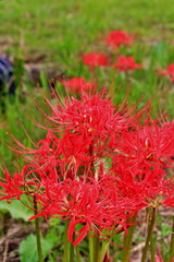 真っ赤な彼岸花