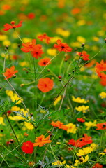 美しいコスモスの花