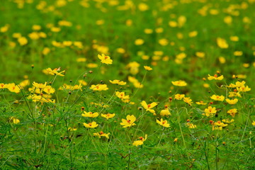 美しいコスモスの花