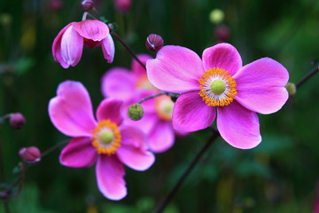 美しいシュウメイギク