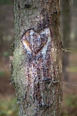 A heart cut in a spruce tree trunk. Heart dripping with resin in the spruce forest.