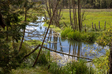 A small river at the edge of the forest. Wetlands and swamps near the river.