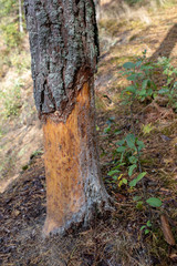 Fototapeta na wymiar A peeled bark of a pine tree. Flowing resin on the trunk of a living tree.