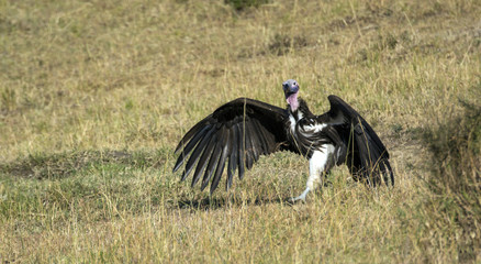 Vulture from Kenya