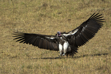 Vulture from Kenya