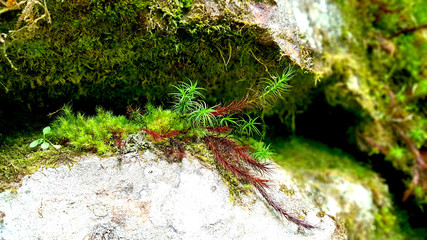 Green moss growing from rock. - 224452873