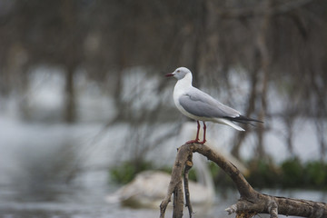 Gull on a tree
