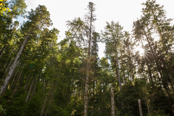Towering redwood trees in late afternoon sunlight in Mendocino, California