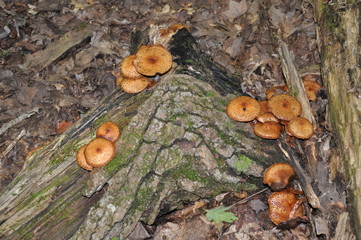 mushrooms in the forest
