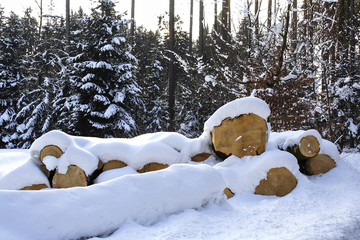 Cut down trees in winter in the snow, snow-covered tree trunks, Bavaria, Germany