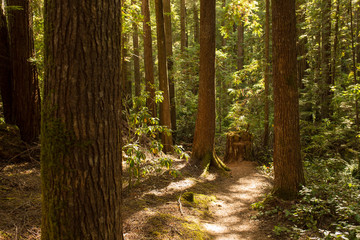 Hiking path winds through towering redwood trees in late afternoon sunlight in Mendocino, California