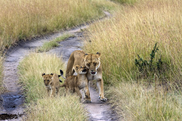 Lion cubs