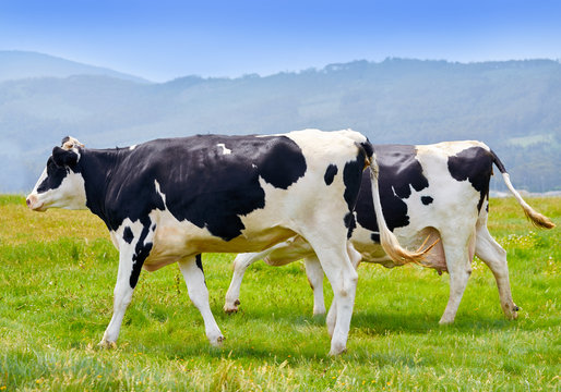 Friesian cown in Galicia of Lugo Spain