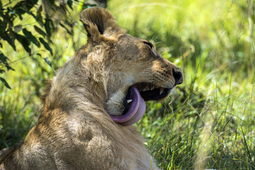 Obraz premium Lioness Yawn