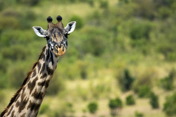 Giraffe!
