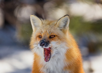 Obraz premium Closeup of a yawning red fox