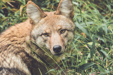 Coyote (Canis latrans) peers through thick green forest canopy in early fall, vintage garden setting