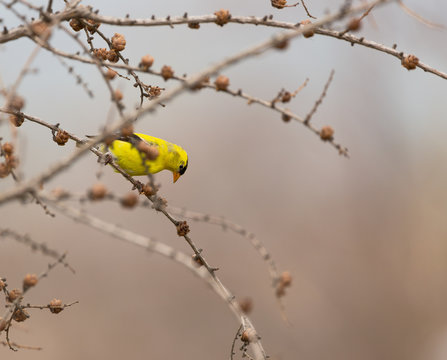 An American Goldfinch perched on a branch in summer