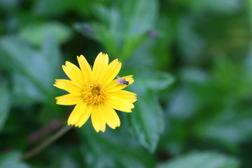 yellow flower and a insect on it