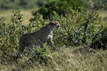Cheetah from Masai Mara