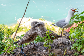 Seagull mom protecting her two chicks parenting