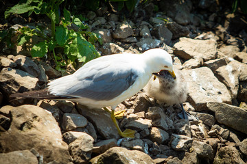 Seagull feeding small chick mouth to mouth