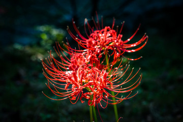 Flowers that hasten fall...Red Spider Lily