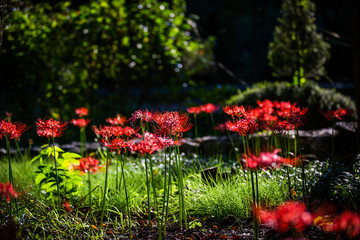 Flowers that hasten fall...Red Spider Lily