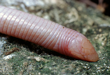 Florida Worm Lizard (Rhineura Floridana)