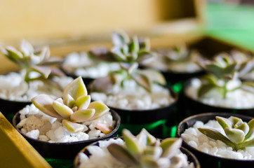 small succulent plant in a pot with small white stones in the foreground with blurred background