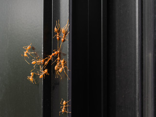 Red ants fighting among themselves on black window background.