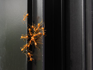 Red ants fighting among themselves on black window background.