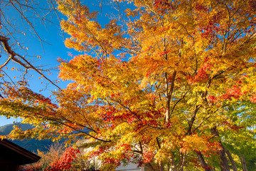 Colourful maple leaf in autumn season. Japan autumn with famous festival on Leaf of maple Colour change.
