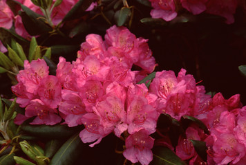 Rhododendron Wildflower (Rhododendron Ferrugineum)