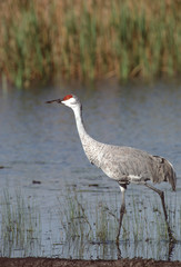 Sandhill Crane (Antigone Canadensis)