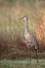 Sandhill Crane (Antigone Canadensis)