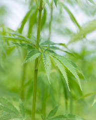 Closeup of hemp leaves on a cloudy day