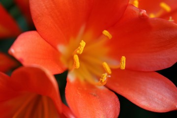 Orange Flower Delicate