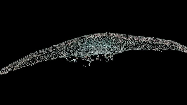 liverwort leaf - cross section cut under the microscope &ndash; microscopic view of plant cells for botanic education