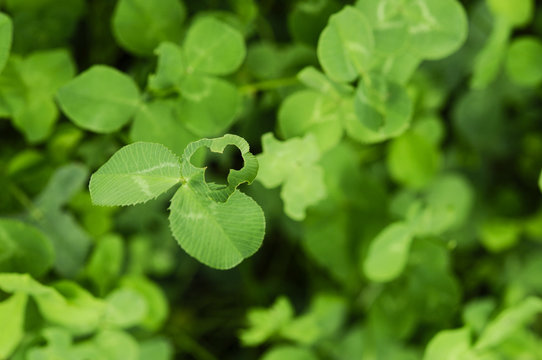 ネズミ 幸運 ハッピー - Powered by Adobe