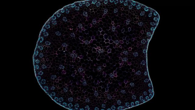 monocot stem - cross section cut under the microscope &ndash; microscopic view of plant cells for botanic education