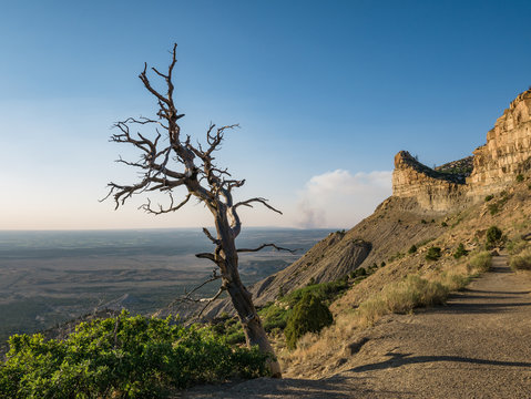 Dead Tree near Mesa Verde National Park, Cortez, Colorado