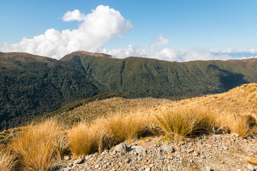 alpine tussock growing on slopes of Paparoa ranges, West Coast, South Island, New Zealand