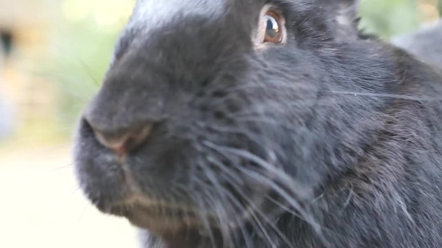 Portrait of a black Flemish Giant rabbit. The Flemish Giant rabbit is a very large breed of domestic rabbit is considered to be the largest breed of the species. 