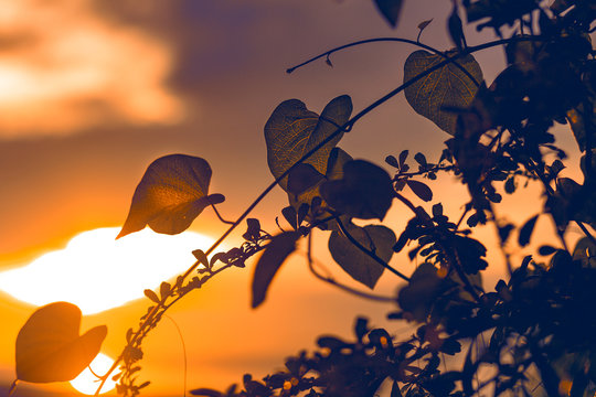 yellow leaves in rays of sunset light