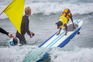Naklejka premium Surf Dog Surf-A-Thon