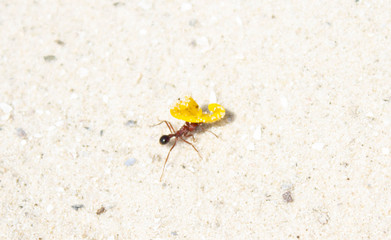insect ant