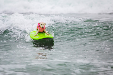 Surf Dog Surf-A-Thon