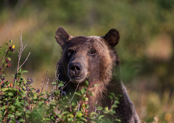 Portrait of a Grizzly bear as it looks for berries